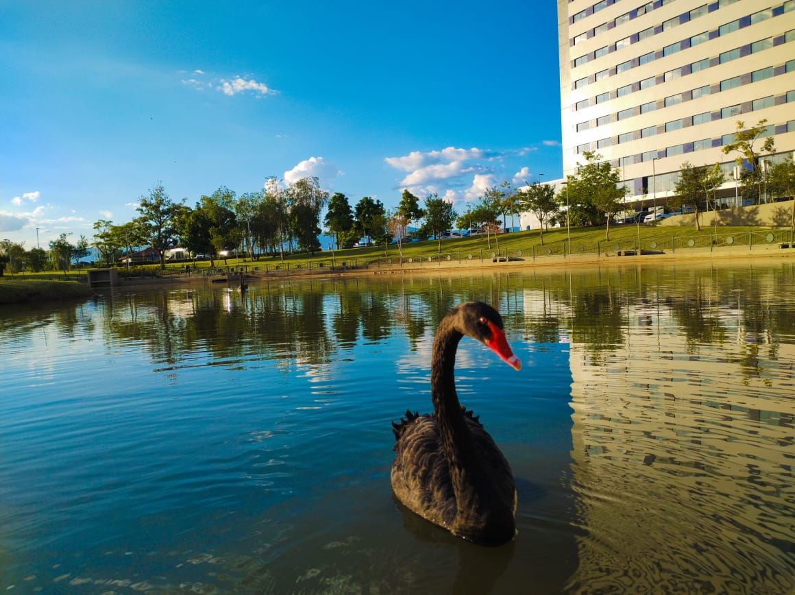 Cisne lago hotéis de Aparecida