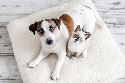 HOTEL PET FRIENDLY