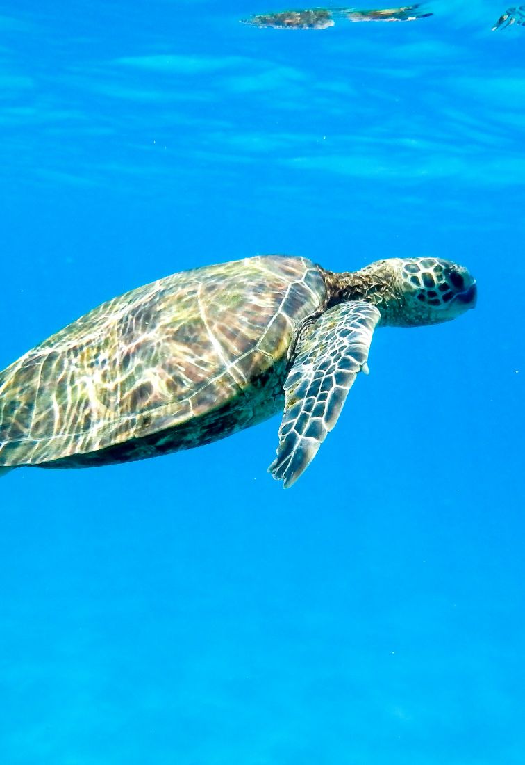 Os 11 Melhores Lugares para Nadar e Mergulhar com Tartarugas Marinhas